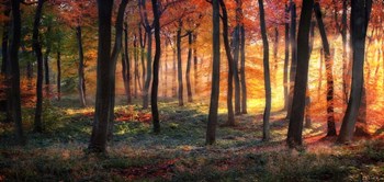 Autumn Woodland Sunrise by Photokes art print