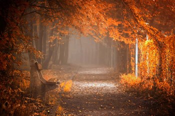 Waiting To Fall by Ildiko Neer art print