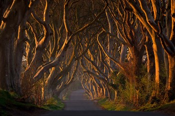 The Dark Hedges In the Morning Sunshine by Piotr Galus art print