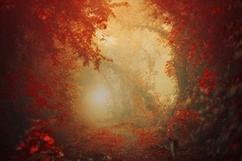 Personal Journey by Ildiko Neer art print