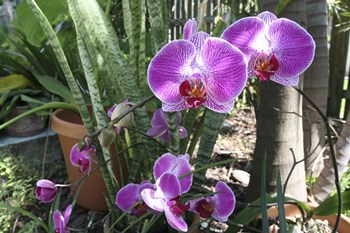 Laurie&#39;s Garden by Robert Goldwitz art print