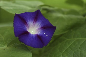 Morning Glory 1 by Robert Goldwitz art print