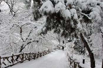 Central Park Path Deep Snow by Robert Goldwitz art print