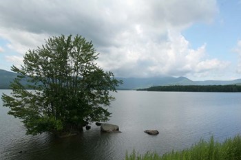 Island Tree by Robert Goldwitz art print