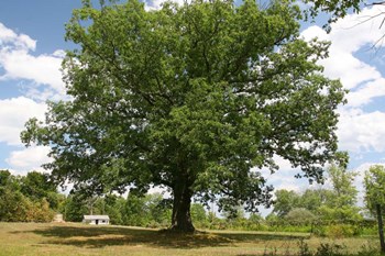 Large Tree Small House by Robert Goldwitz art print