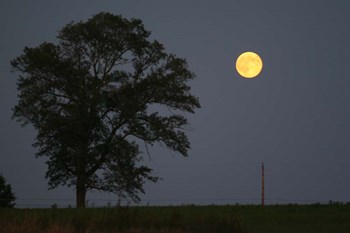 Moonrise Lone Tree by Robert Goldwitz art print