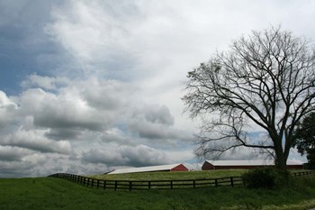 Paddock Tree 8965 by Robert Goldwitz art print