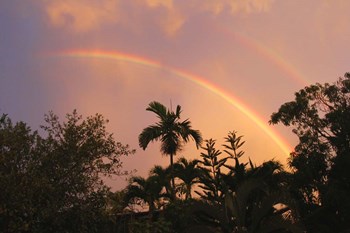 Rainbow Palms by Robert Goldwitz art print