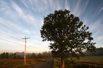 Tree Pole Road Sky 3329 by Robert Goldwitz art print