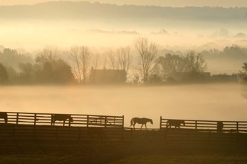Blue Chip Horse Farm Golden Morning by Robert Goldwitz art print