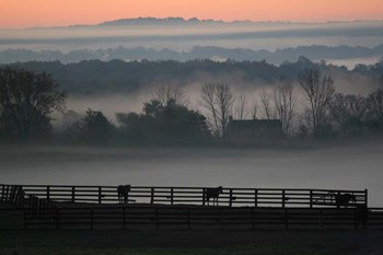 Horse Farm Rose Dawn by Robert Goldwitz art print
