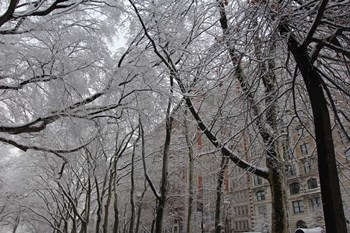 Snow Covered Trees Apartments by Robert Goldwitz art print