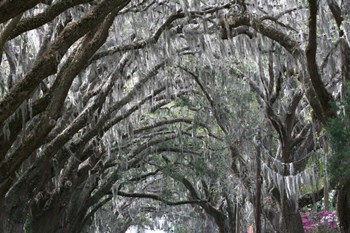 Spainish Moss Live Oak Arch by Robert Goldwitz art print