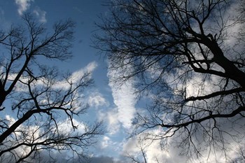 Trees Reaching Out by Robert Goldwitz art print