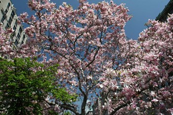 Urban Spring by Robert Goldwitz art print