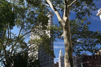 Flatiron Building With Trees by Robert Goldwitz art print