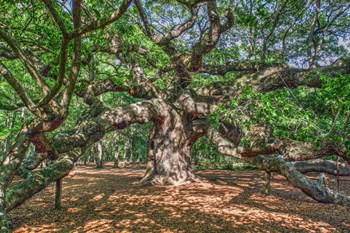 Angel Oak by Robert Goldwitz art print