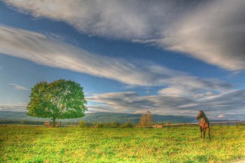 Big Sky Paddock by Robert Goldwitz art print