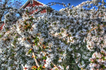 Cherry Blossom Barn by Robert Goldwitz art print
