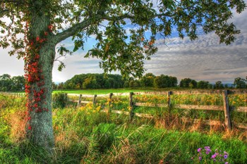 Fence And Tree by Robert Goldwitz art print