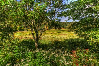 Hobart Meadow by Robert Goldwitz art print