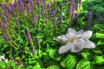 Lilypad by Robert Goldwitz art print