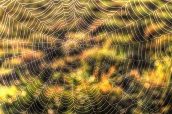Morning Web by Robert Goldwitz art print
