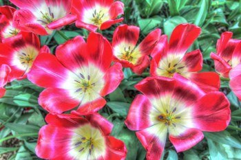 Open Poppies by Robert Goldwitz art print