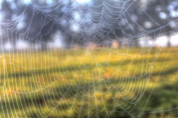 Paddock Web by Robert Goldwitz art print