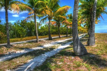 Palm Road by Robert Goldwitz art print