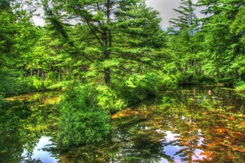 Pine Pond Reflection by Robert Goldwitz art print