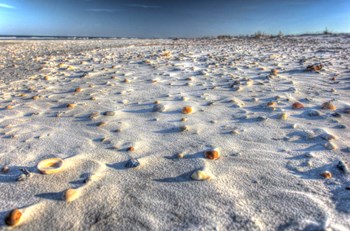 Sea Shells And Sand by Robert Goldwitz art print