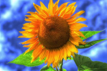 Singular Beauty by Robert Goldwitz art print