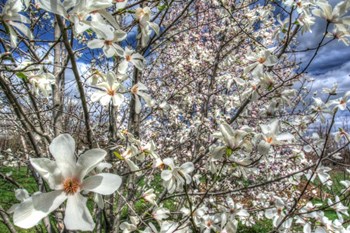 Spring Blossoms by Robert Goldwitz art print