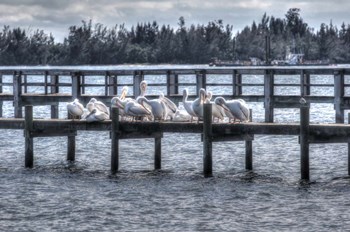 White Pelicans And Piers by Robert Goldwitz art print