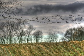 Autumn Grey Sky And Geese by Robert Goldwitz art print