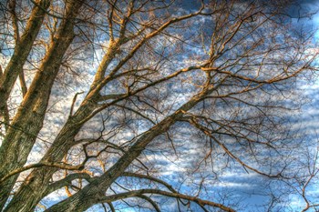 Bare Branches 2 by Robert Goldwitz art print