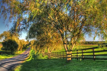 BC Willow Road by Robert Goldwitz art print