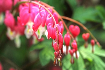 Bleeding Hearts 1 by Robert Goldwitz art print