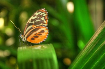 Butterfly 1 by Robert Goldwitz art print