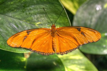 Butterfly 2 by Robert Goldwitz art print