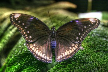 Butterfly 6 by Robert Goldwitz art print