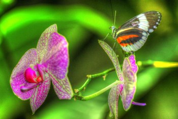 Butterfly 7 by Robert Goldwitz art print