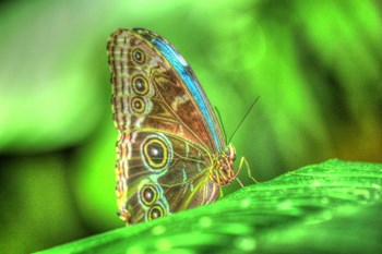 Butterfly 9 by Robert Goldwitz art print