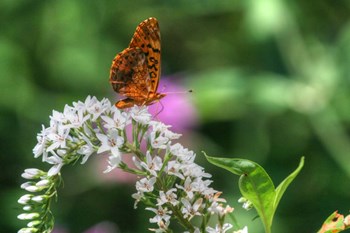 Butterfly 12 by Robert Goldwitz art print