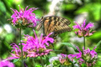 Butterfly 14 by Robert Goldwitz art print