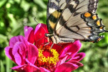 Butterfly 17 by Robert Goldwitz art print