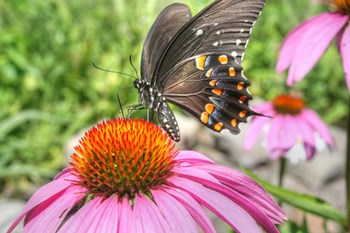 Butterfly 18 Spicebush by Robert Goldwitz art print