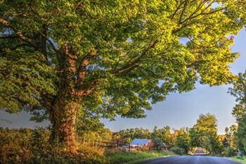 Butterville Road by Robert Goldwitz art print