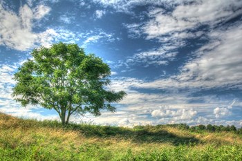 Cornwall Tree by Robert Goldwitz art print